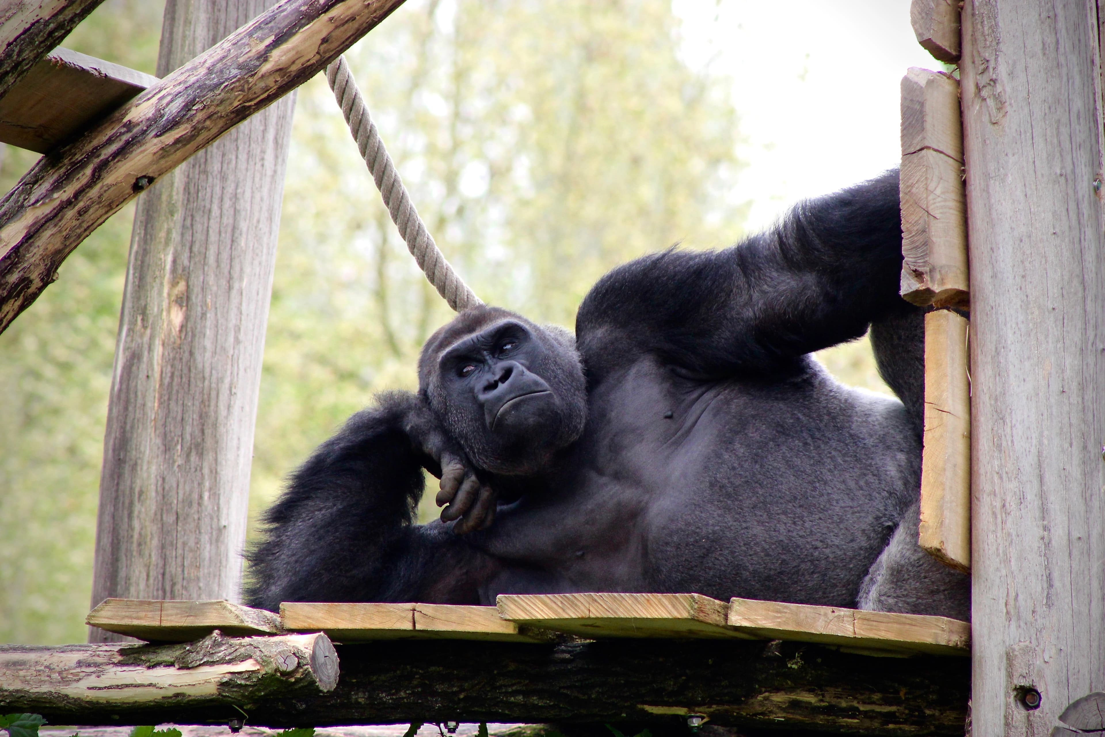 Gorilla chillin